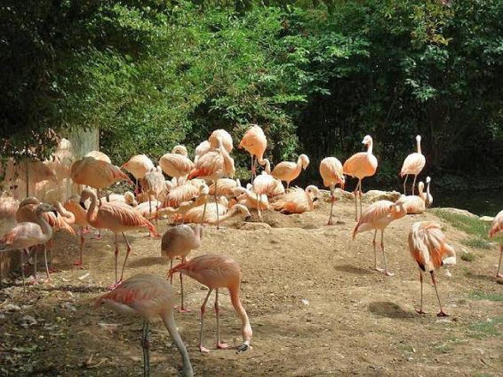 149 BIO PARC DE DOUE LA FONTAINE 4- 2016_000051.jpg